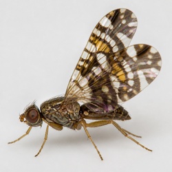 Picture-Winged Fly Identification Guide