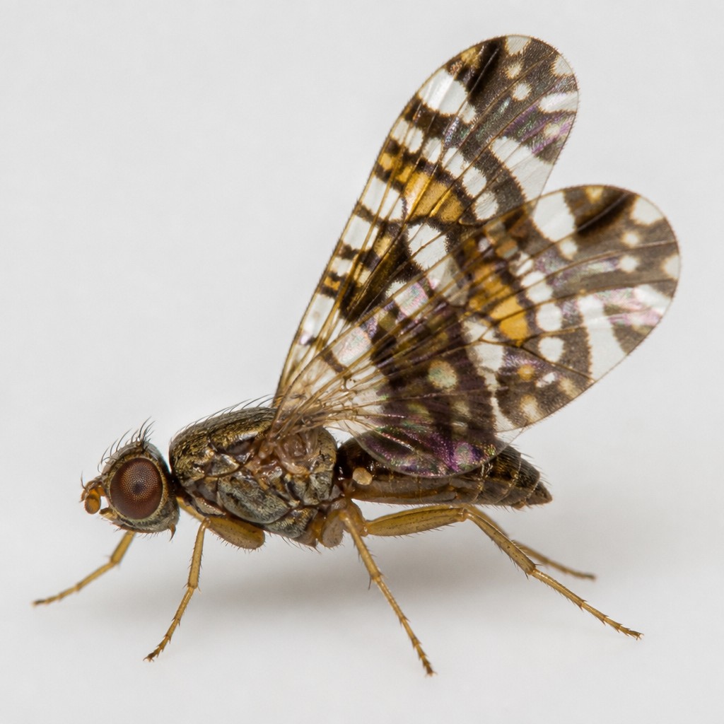 Picture-Winged Fly (Ulidiidae spp.)