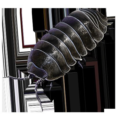 Pill Bug