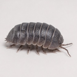 Pillbug Identification Guide