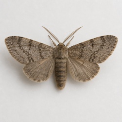 Pine Processionary Moth Identification Guide