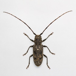Pine Sawyer Beetle Identification Guide