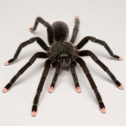 Pink Toe Tarantula Identification Guide