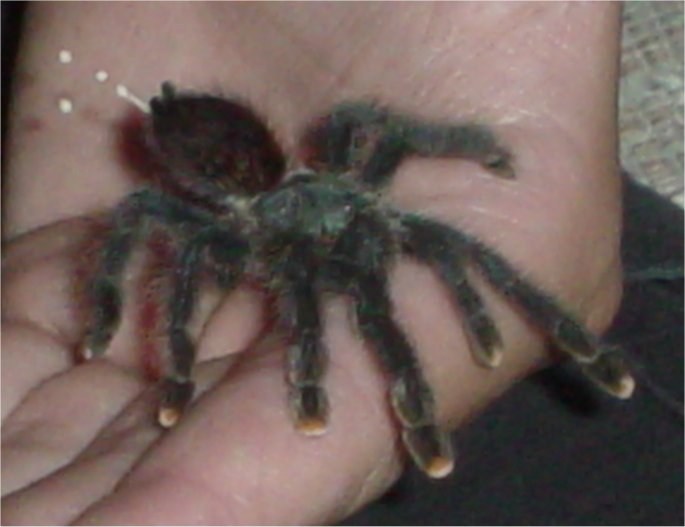 Pink Toe Tarantula