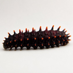 Pipevine Swallowtail Caterpillar Identification Guide