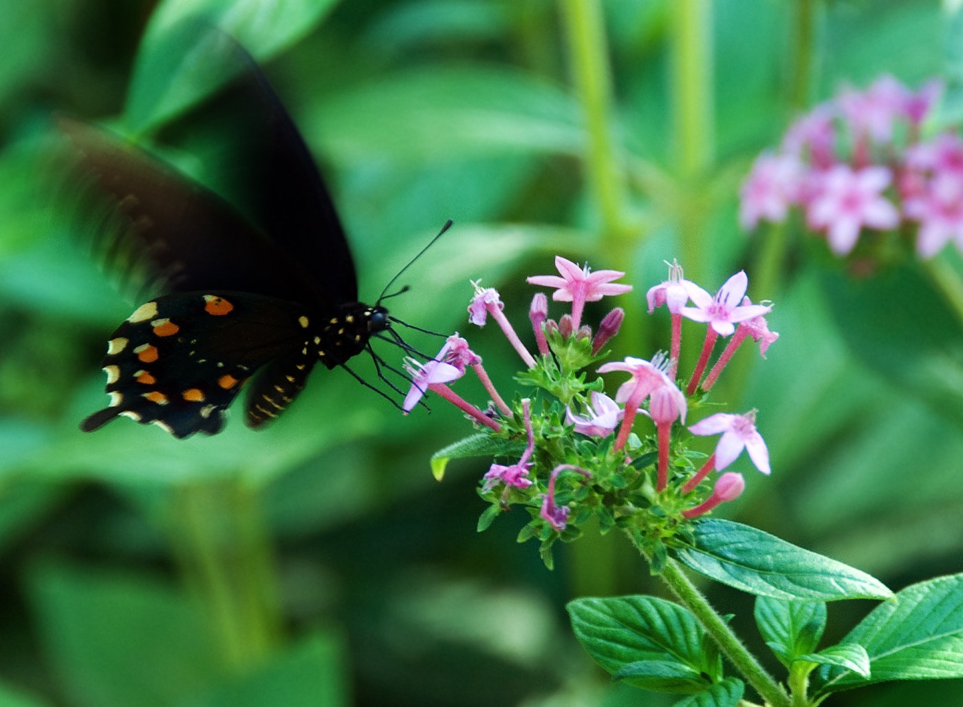 Pipevine Swallowtail
