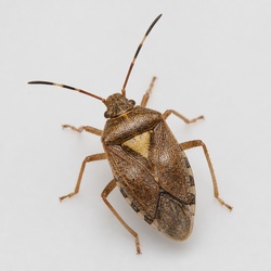 Plant Bug (Tarnished Plant Bug) Identification Guide