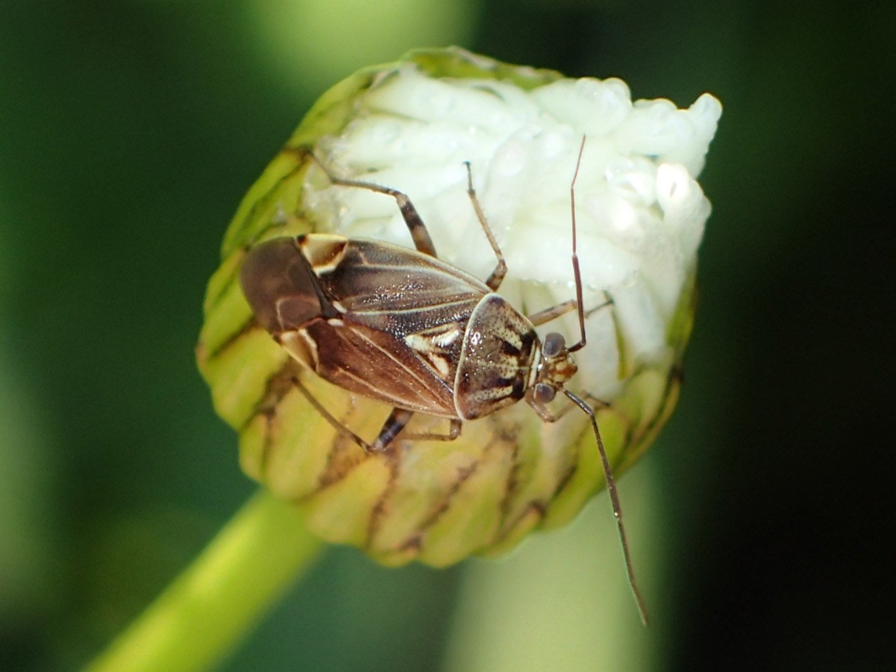 Plant Bug (Tarnished Plant Bug)