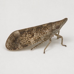Planthopper Identification Guide