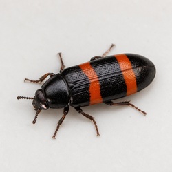 Pleasing Fungus Beetle Identification Guide