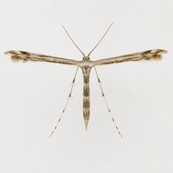 Plume Moth Identification Guide