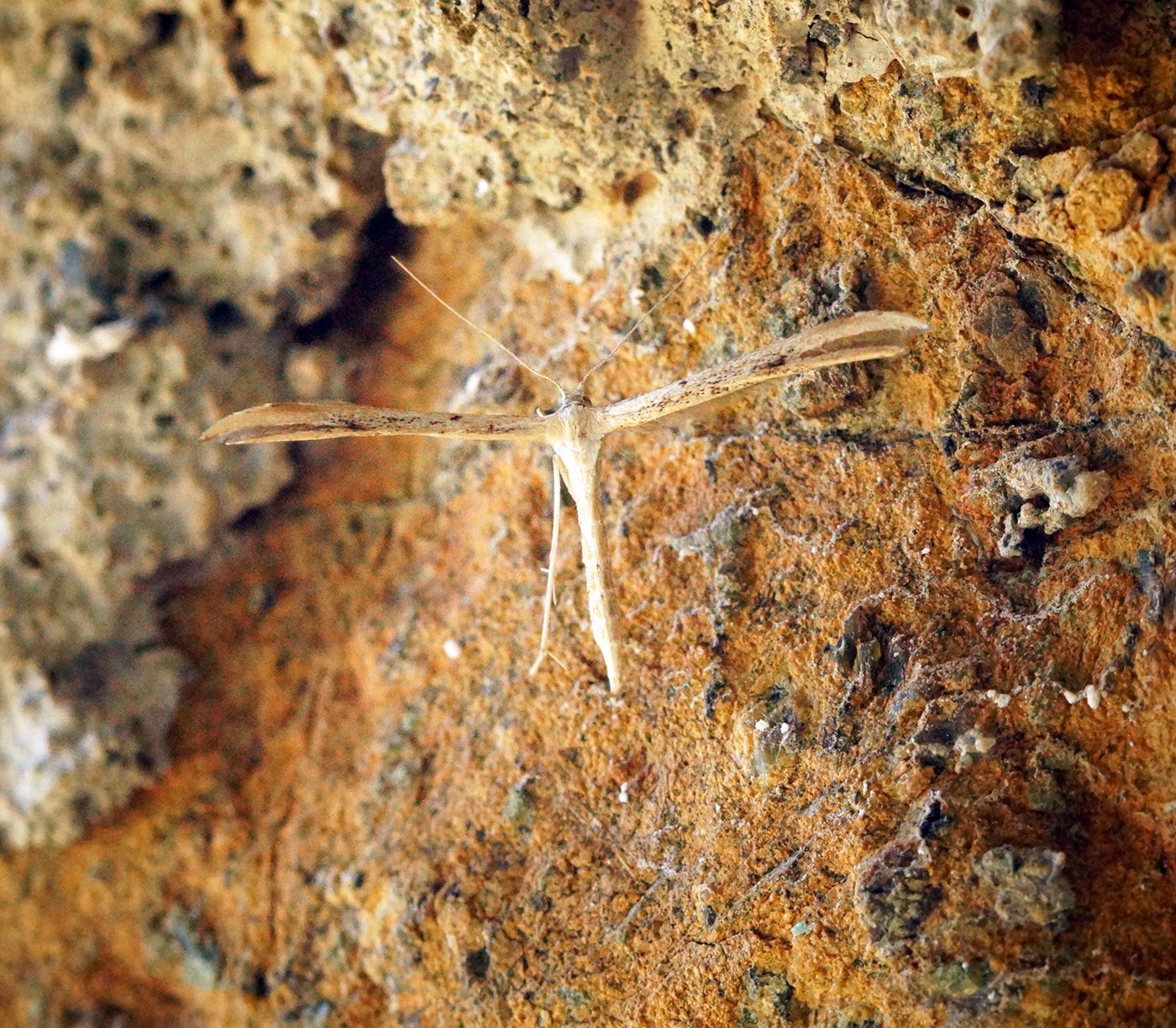 Plume Moth