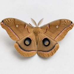 Polyphemus Moth Identification Guide