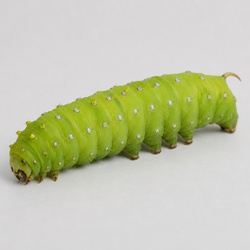 Polyphemus Moth Caterpillar Identification Guide