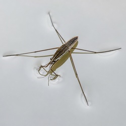 Pond Skater Identification Guide