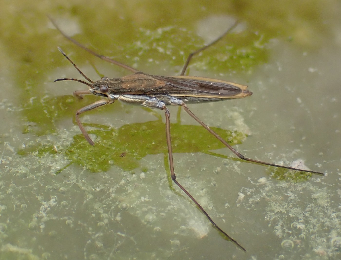 Pond Skater