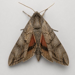 Poplar Hawk-Moth Identification Guide