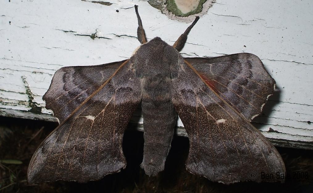 Poplar Hawk-Moth