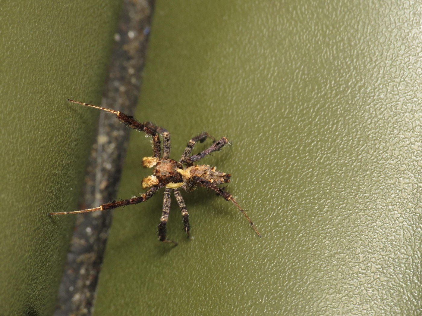 Portia Spider