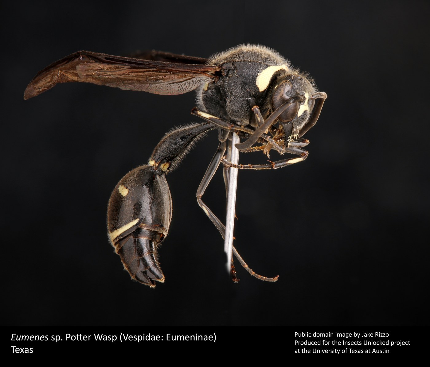 Potter Wasp