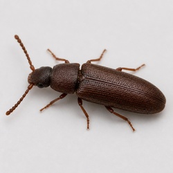 Powderpost Beetle Identification Guide