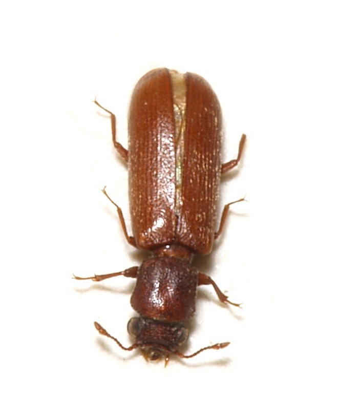 Powderpost Beetle