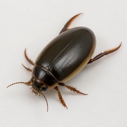 Predaceous Diving Beetle Identification Guide
