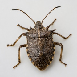 Predatory Stink Bug Identification Guide