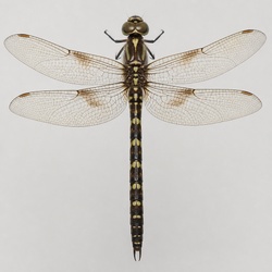 Prince Baskettail Identification Guide