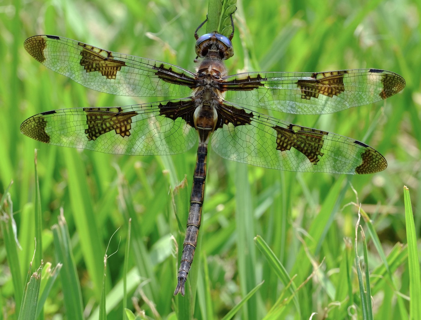 Prince Baskettail
