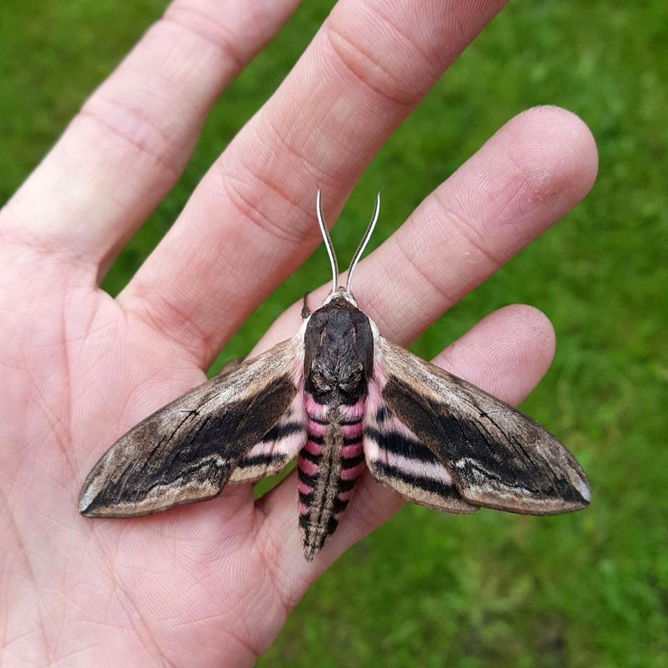 Privet Hawk-Moth