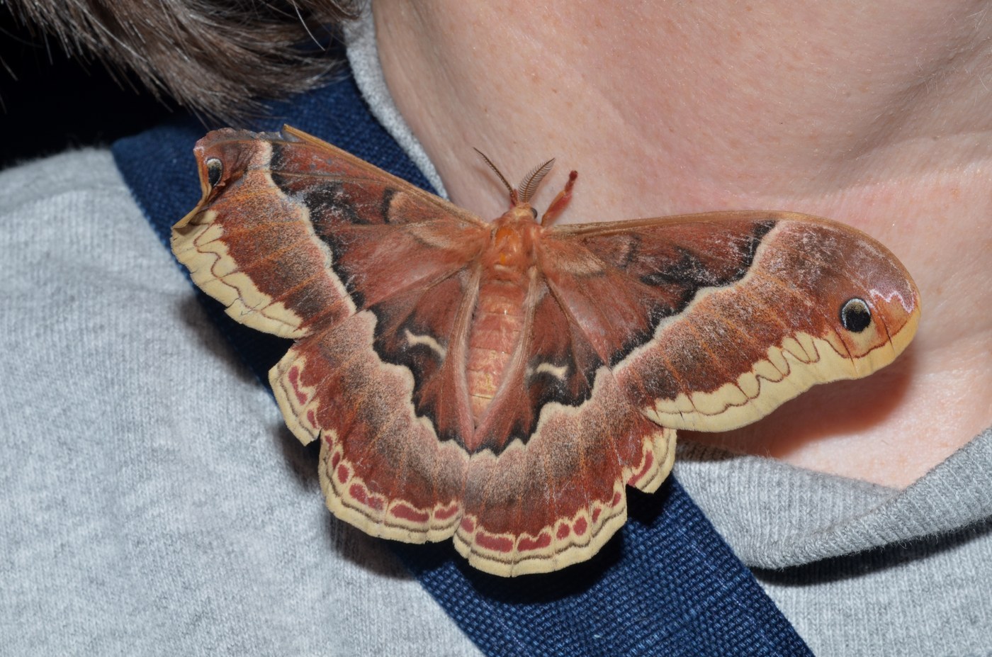 Promethea Moth