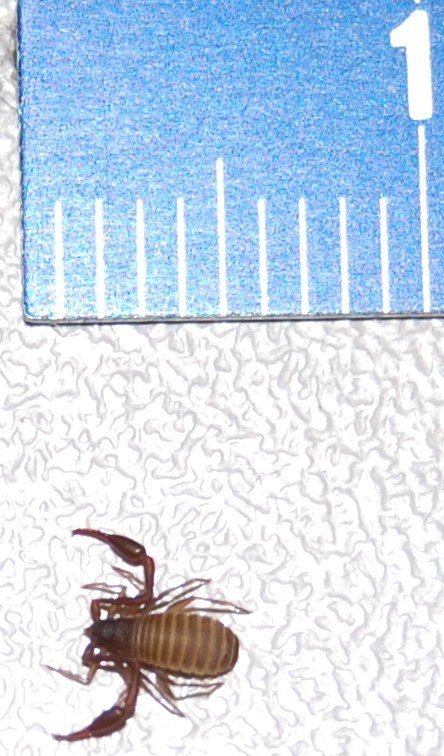 Pseudoscorpion