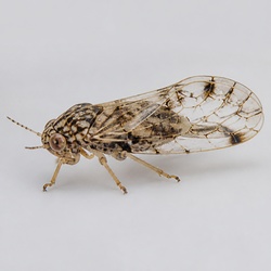 Psyllid Identification Guide