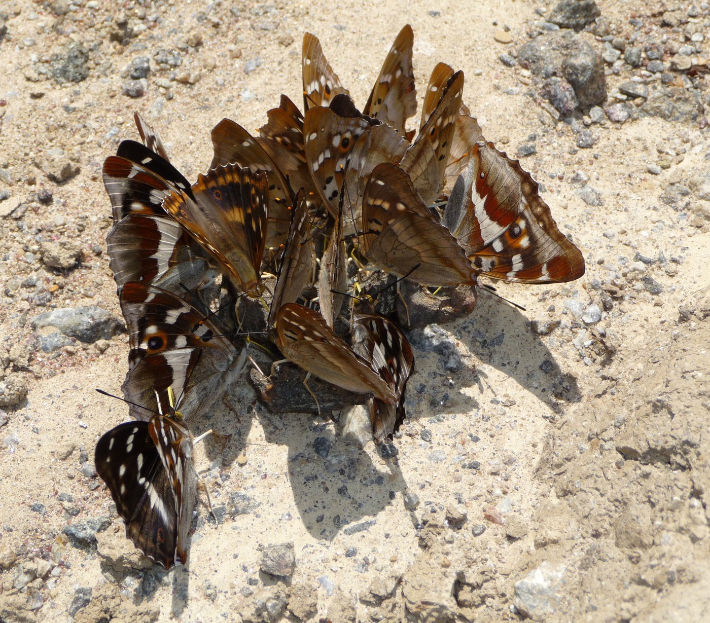 Purple Emperor