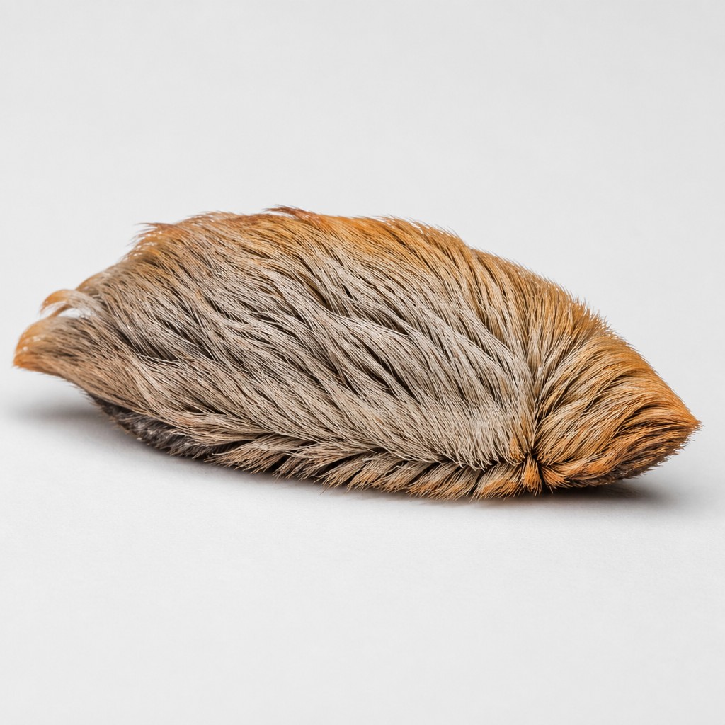 Puss Caterpillar (Megalopyge opercularis)