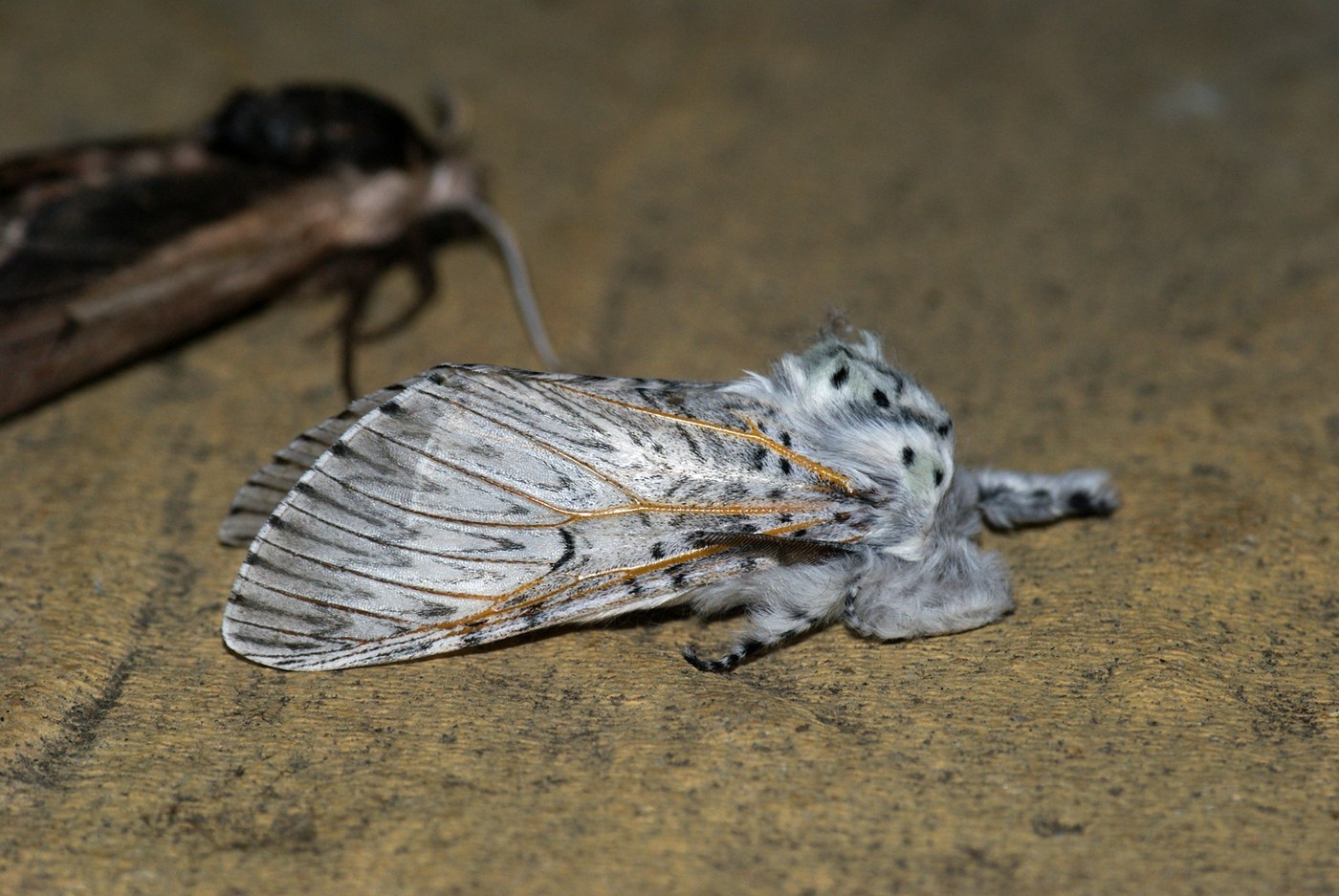 Puss Moth