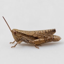 Pygmy Grasshopper Identification Guide