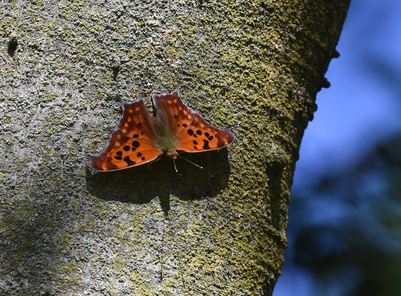 Question Mark Butterfly