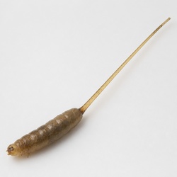 Rat-Tailed Maggot Identification Guide