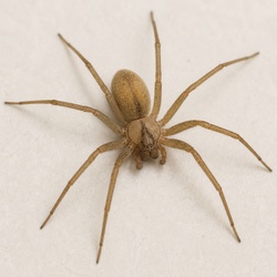 Recluse Spider Identification Guide