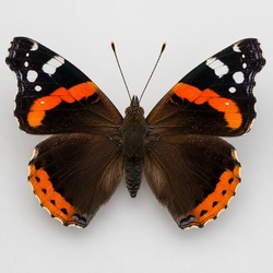 Red Admiral Identification Guide
