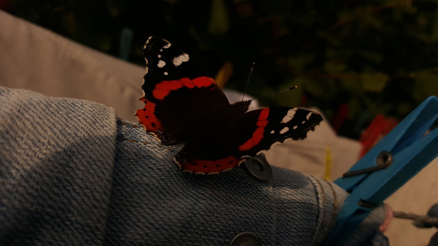 Red Admiral