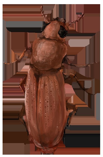 Red Flour Beetle