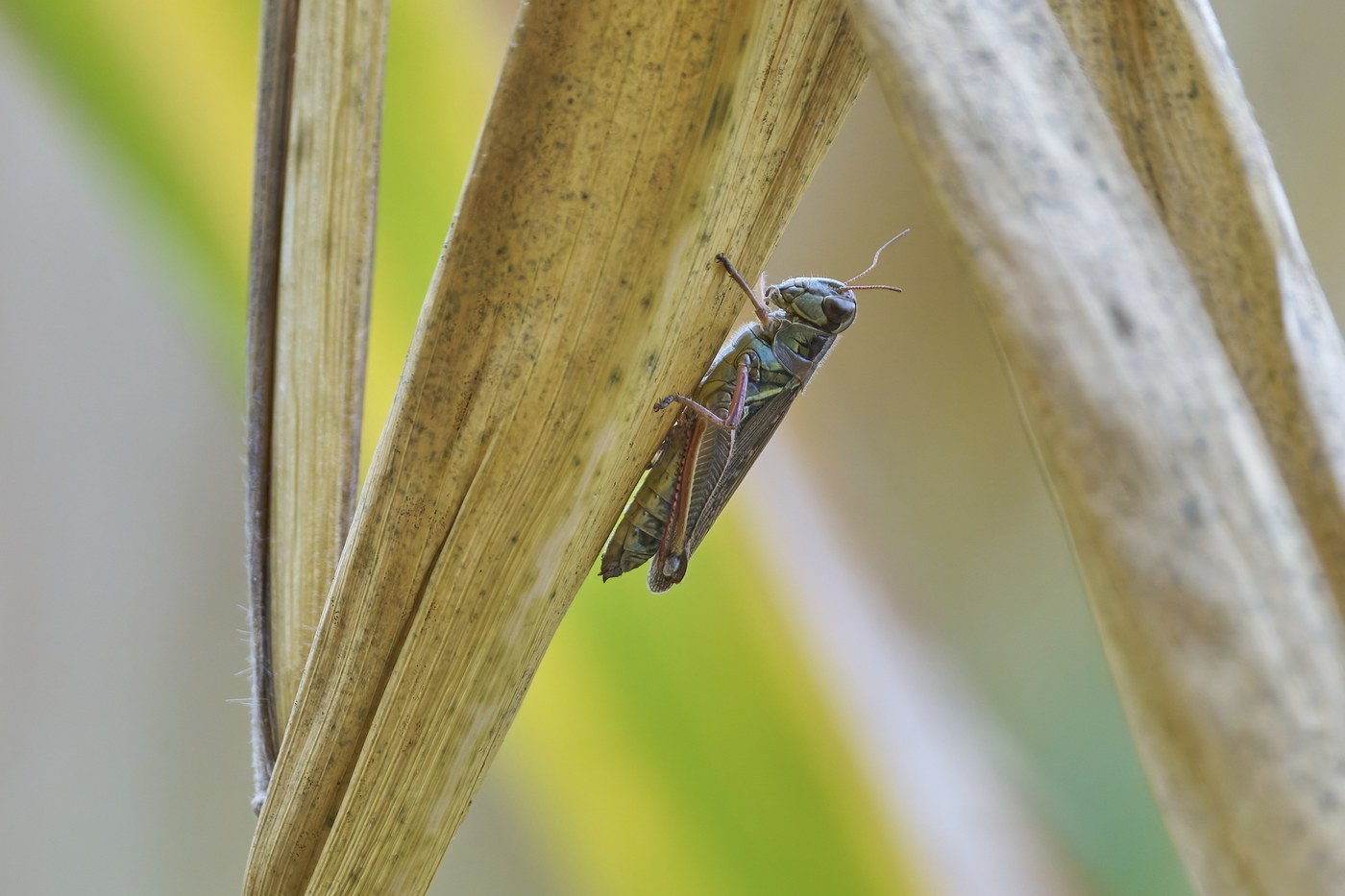 Red-legged Grasshopper