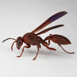 Red Paper Wasp Identification Guide
