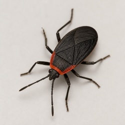 Red-Shouldered Bug Identification Guide