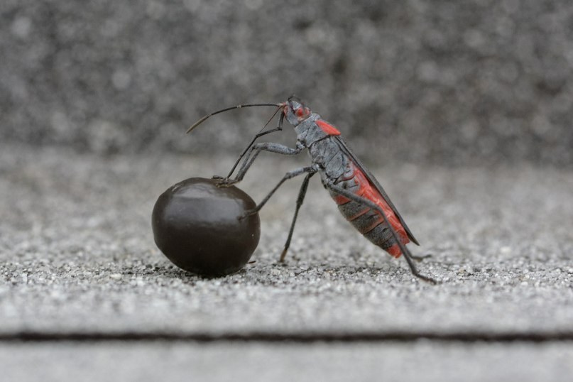 Red-Shouldered Bug