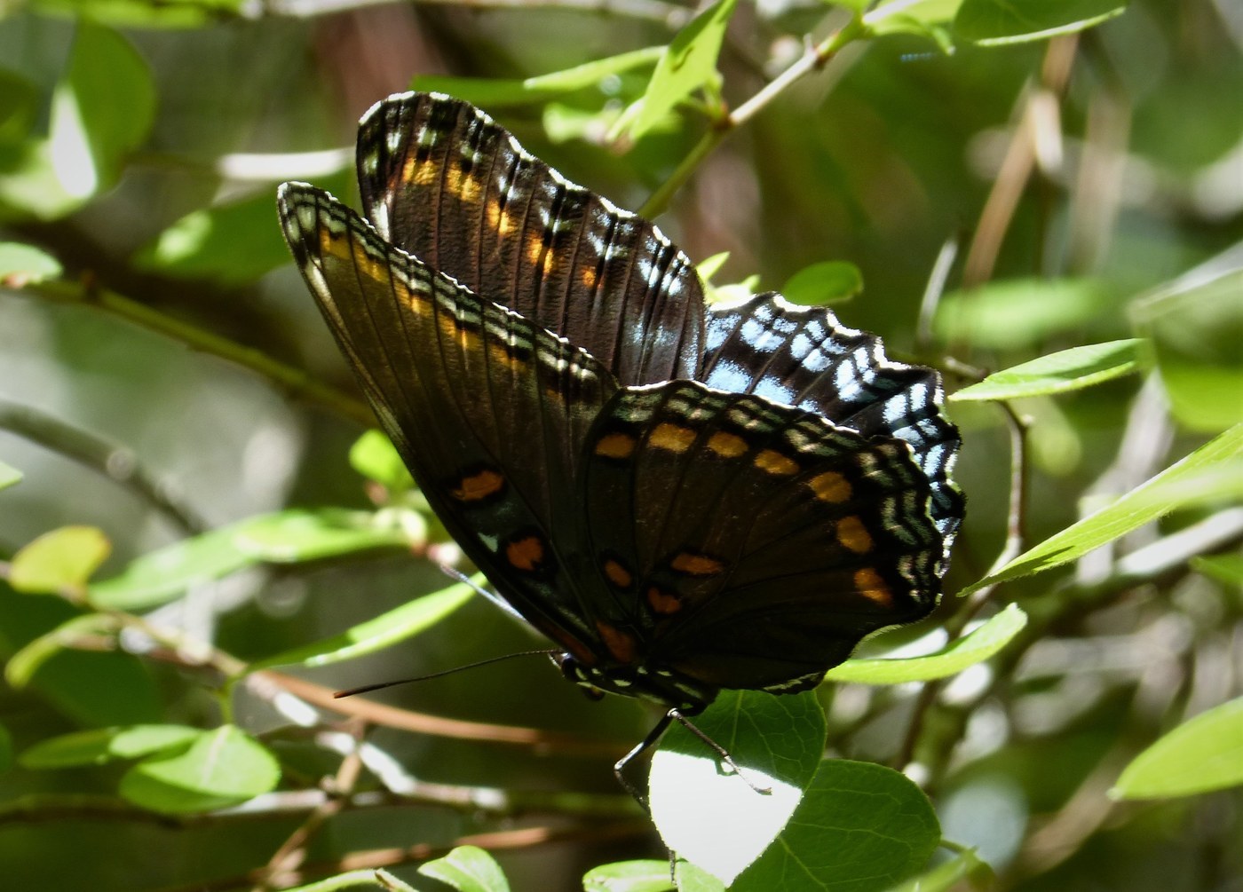 Red-spotted Purple