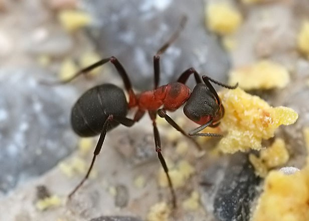 Red Wood Ant